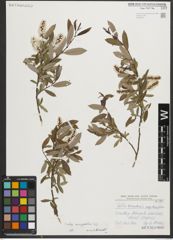 Foto von Salix triandra subsp. amygdalina (L.) Schübl. & G. Martens